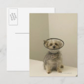 Carte Postale Chien Terrier portant un collier de protection, gr (Devant / Derrière)