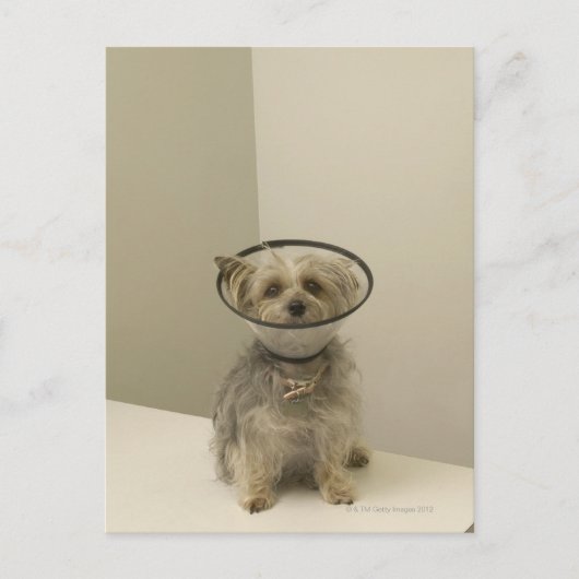 Carte Postale Chien Terrier portant un collier de protection, gr (Devant)