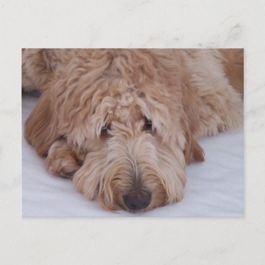 Carte Postale Chien triste, seul, adorable, et mignon de (Devant)