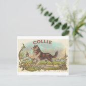 Carte Postale Chien vintage de colley (Debout devant)