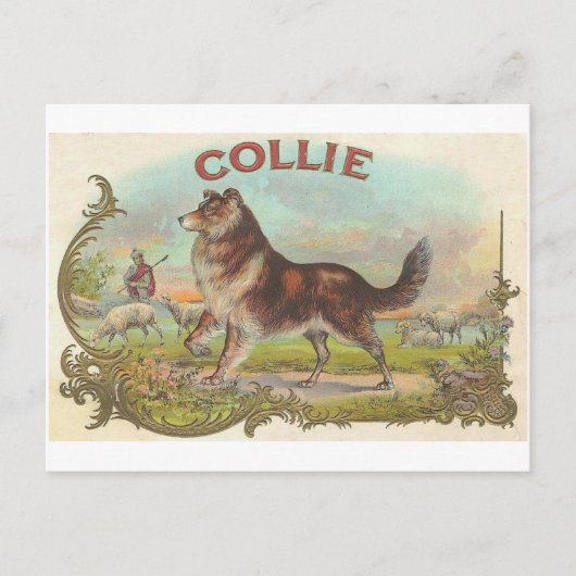 Carte Postale Chien vintage de colley (Devant)