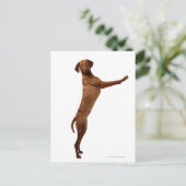 Carte Postale Chien Vizsla (Debout devant)