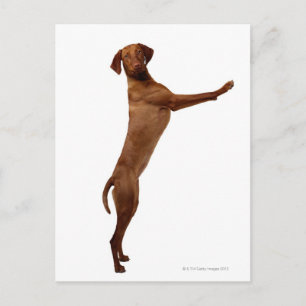 Carte Postale Chien Vizsla