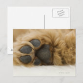 Carte Postale Chien, vue de la jambe (Devant / Derrière)