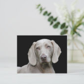 Carte Postale Chien Weimaraner Animal Canine Portrait (Debout devant)