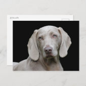 Carte Postale Chien Weimaraner Animal Canine Portrait (Devant / Derrière)