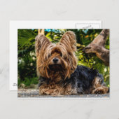 Carte Postale Chien Yorkshire Terrier (Devant / Derrière)