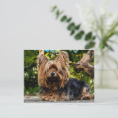 Carte Postale Chien Yorkshire Terrier (Debout devant)