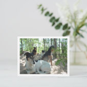 Carte Postale chiens (Debout devant)
