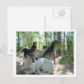 Carte Postale chiens (Devant / Derrière)