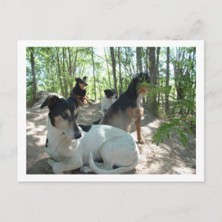 Carte Postale chiens