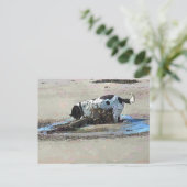 CARTE POSTALE CHIENS (Debout devant)