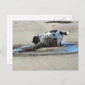 CARTE POSTALE CHIENS (Devant / Derrière)