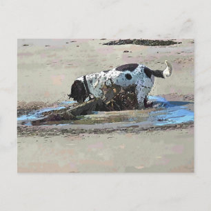 CARTE POSTALE CHIENS