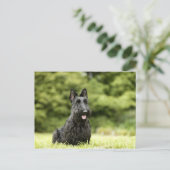 Carte Postale Chiens (Debout devant)