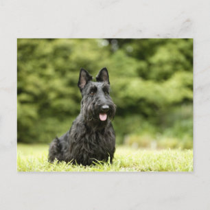 Carte Postale Chiens