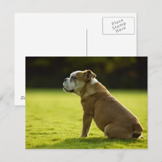 Carte Postale Chiens (Devant / Derrière)