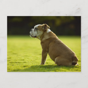 Carte Postale Chiens