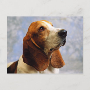 Carte Postale Chiens