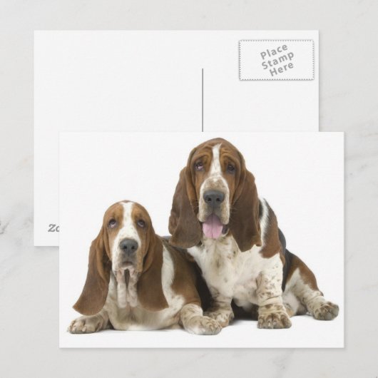 Carte Postale Chiens (Devant / Derrière)