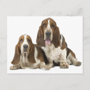 Carte Postale Chiens