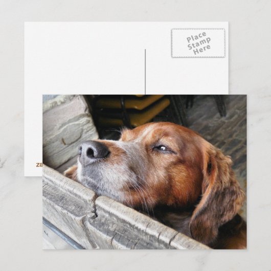 CARTE POSTALE CHIENS (Devant / Derrière)