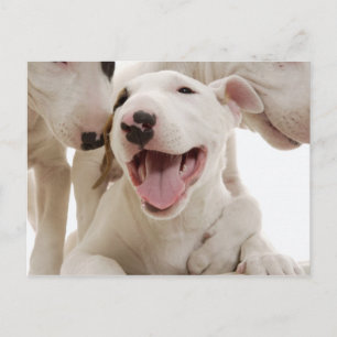 Carte Postale Chiens