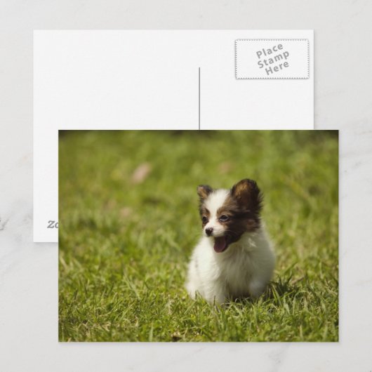 Carte Postale Chiens (Devant / Derrière)