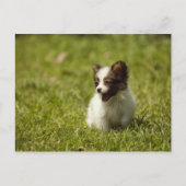 Carte Postale Chiens (Devant)