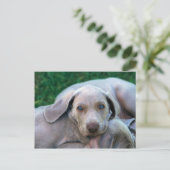 Carte Postale Chiens (Debout devant)