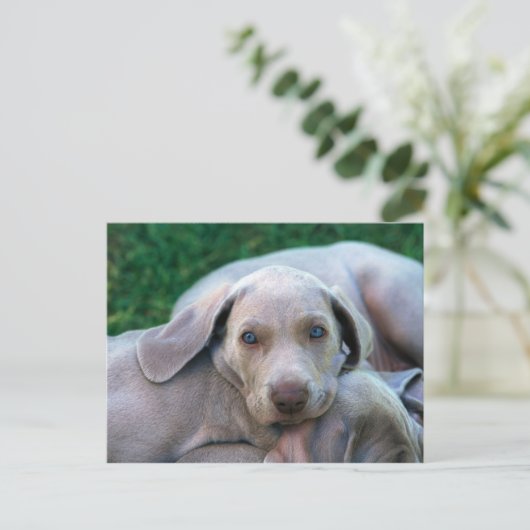 Carte Postale Chiens (Debout devant)