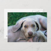 Carte Postale Chiens (Devant / Derrière)