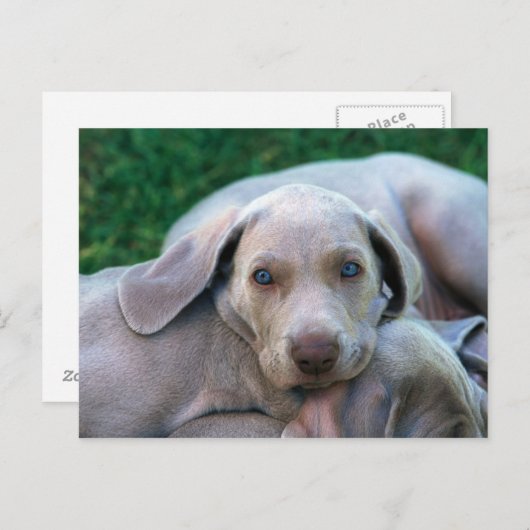 Carte Postale Chiens (Devant / Derrière)