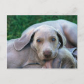 Carte Postale Chiens (Devant)