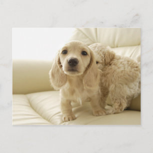 Carte Postale Chiens