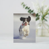 Carte Postale Chiens - 1 (Debout devant)