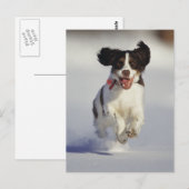Carte Postale Chiens - 1 (Devant / Derrière)