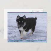 Carte Postale Chiens adoptés (Devant / Derrière)