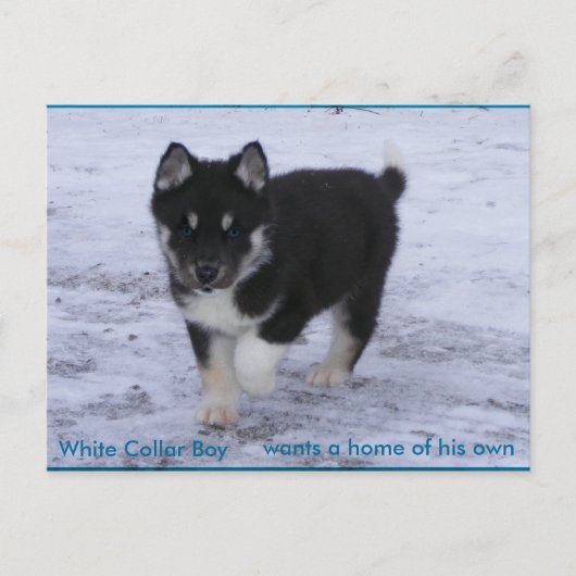 Carte Postale Chiens adoptés (Devant)