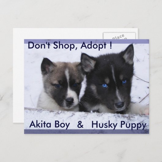 Carte Postale Chiens adoptés (Devant / Derrière)