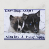 Carte Postale Chiens adoptés (Devant)