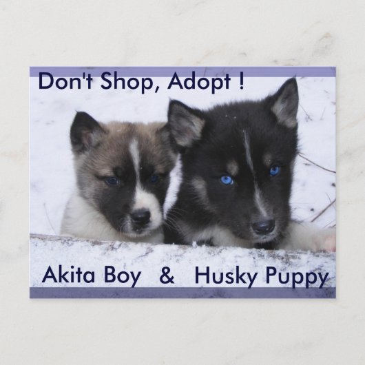 Carte Postale Chiens adoptés (Devant)