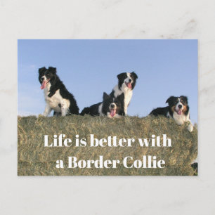 Carte Postale Chiens adorables