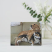 Carte Postale Chiens amusants Cuddt Golden Retriever Corgi (Debout devant)