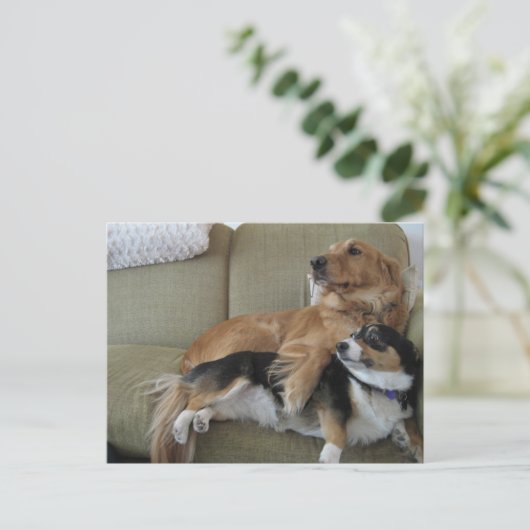 Carte Postale Chiens amusants Cuddt Golden Retriever Corgi (Debout devant)