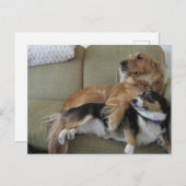 Carte Postale Chiens amusants Cuddt Golden Retriever Corgi (Devant / Derrière)