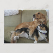 Carte Postale Chiens amusants Cuddt Golden Retriever Corgi (Devant)