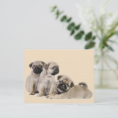 Carte Postale Chiens carlins (Debout devant)