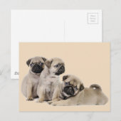 Carte Postale Chiens carlins (Devant / Derrière)