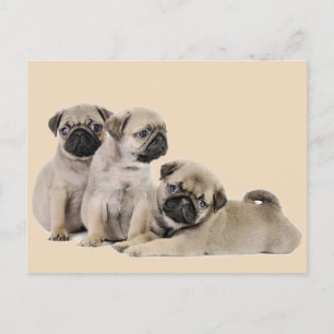 Carte Postale Chiens carlins